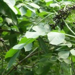 Elderberries