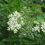 Elderflowers