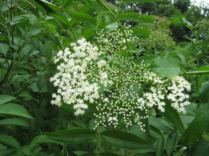 Elderflowers