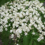 Elderberry flowers