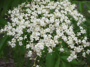 Elderberry flowers