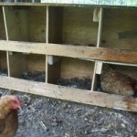 chicken roost