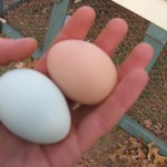 organic chicken eggs