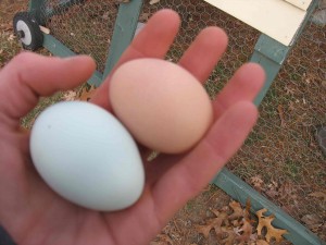 organic chicken eggs