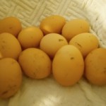 organic free range chicken eggs