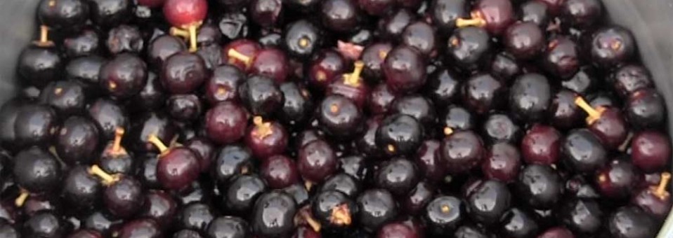 Recipe: Wild Black Cherry Sauce