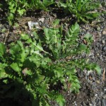 Shepherds purse