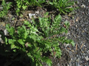 Shepherds purse