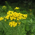 Tansy