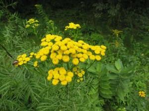 Tansy