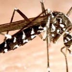 Tiger mosquito