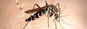 Tiger mosquito