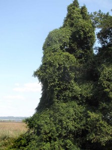 Porcelain Berry Vine "Tree sculpture"