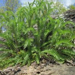 Yarrow