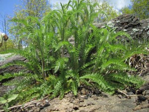 Yarrow