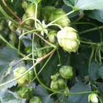 Hops growing on a vine