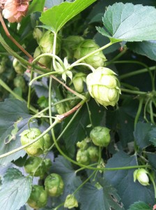 Hops growing on a vine