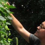 Sachiko and Adrienne picking hops