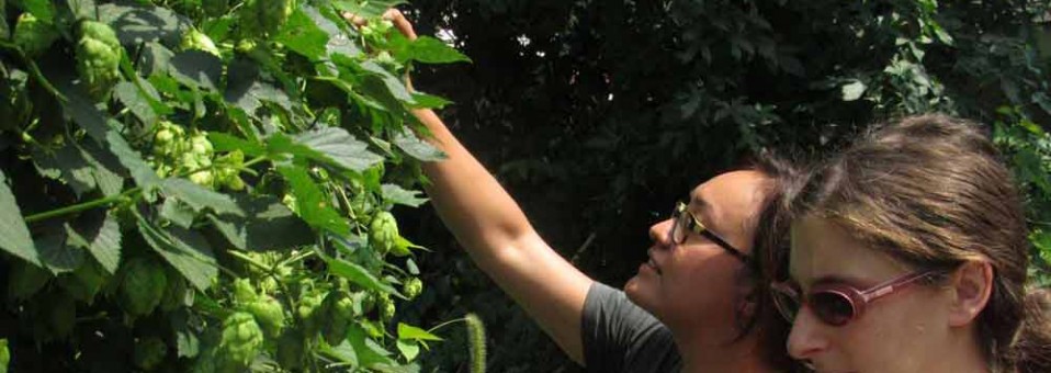 Hip Hop Hooray for Humulus lupulus!